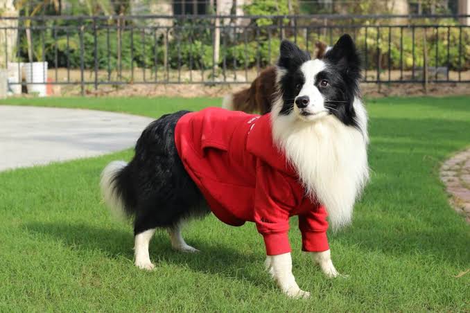Stylish Pet Clothes For Every Season