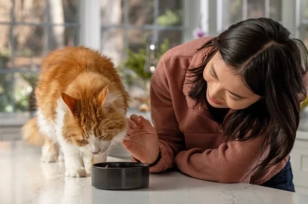 Simple Pet Feeding For Happy Companions
